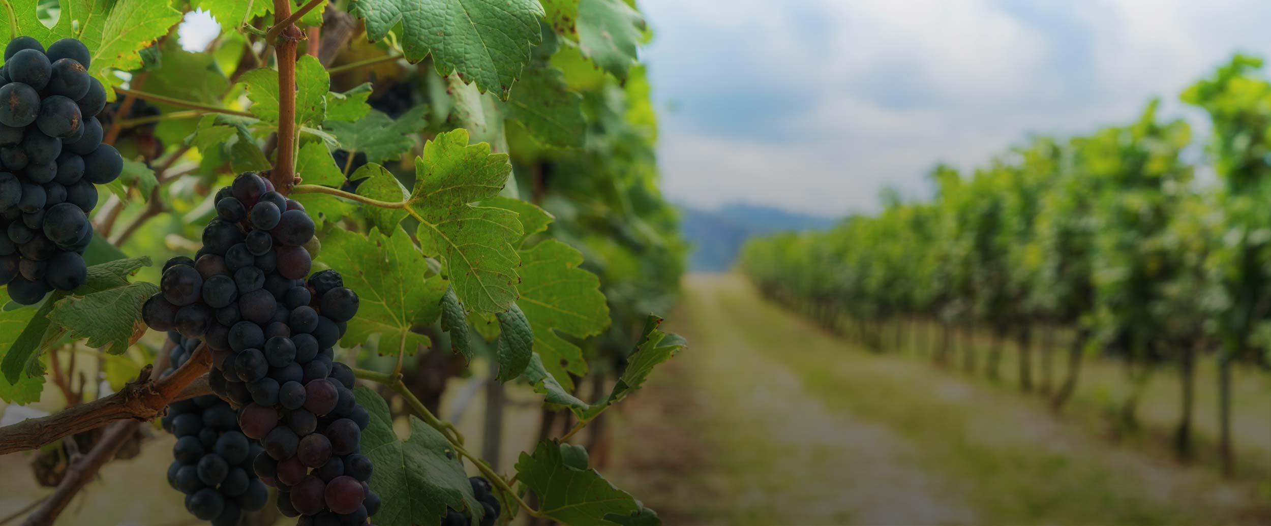 ayudamos a las bodegas