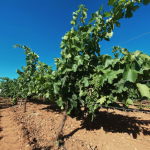 cepas de vino