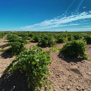 Apuesta por el vino ecológico